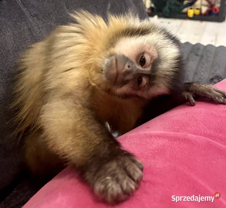 Małpa kapucynka czubata samiec Krosno Odrzańskie sprzedam