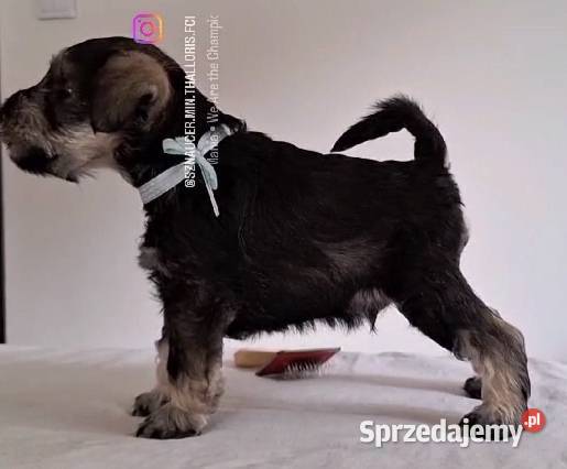 Sznaucer Miniaturowy ZKwP FCI lubuskie Zielona Góra
