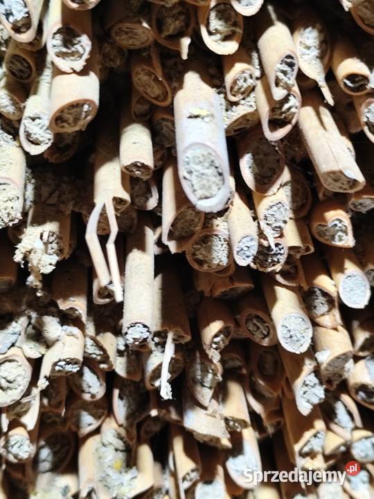 Murarka ogrodowa kokony zapylanie pszczoły Skoczów