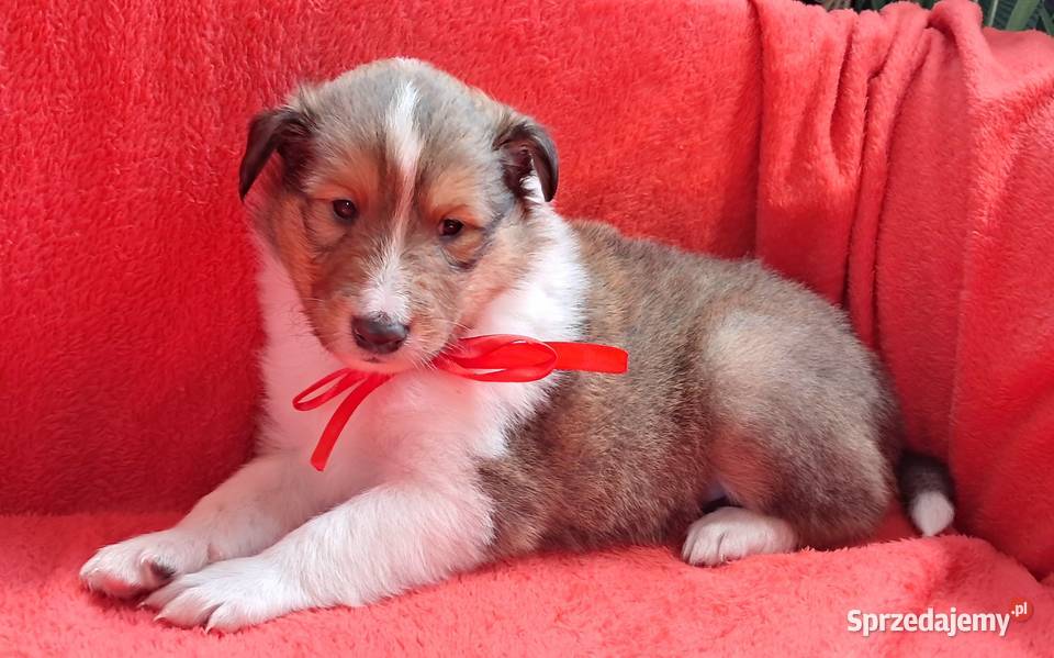 Owczarek szkocki Collie długowłosy szczeniaczki łódzkie sprzedam