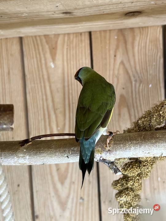 Amadyna wspaniała samiczka 2025 r śląskie Ruda Śląska