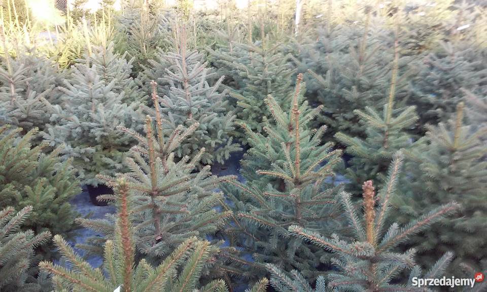 Świerk serbski srebrny i pospolity Dobre Miasto