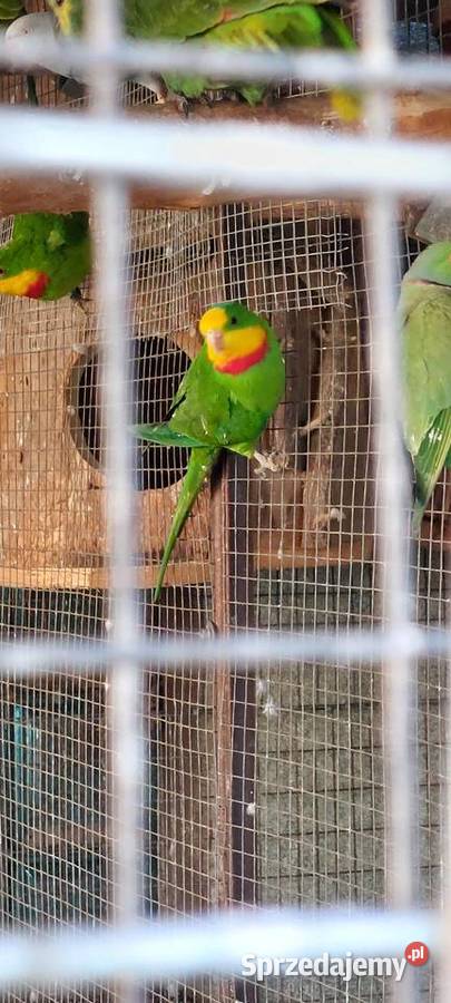 Barabandy Wodzisław Śląski