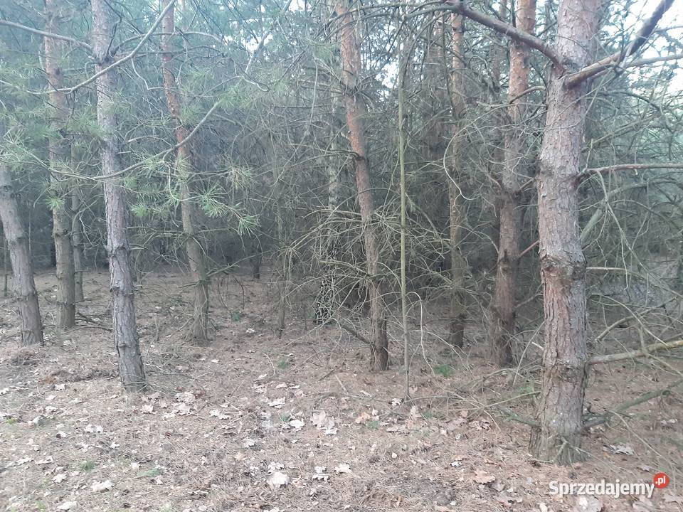 Sprzedam działki Dębno Pozostałe Ożarów