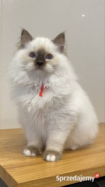 Piękna duże czekoladowa koteczka hodowlana Katowice