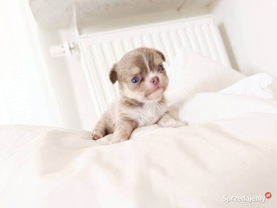Chihuahua długowłosa Warszawa
