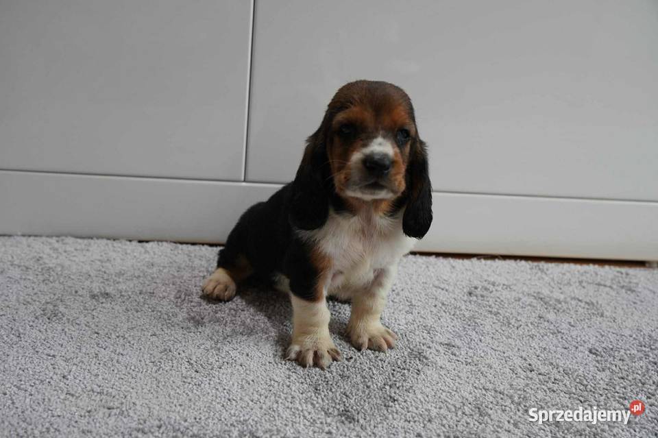 Basset hound szczeniak Grabów nad Prosną