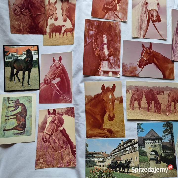 Kartki pocztowe 29 PRL Konie Arabskie Janów Brzesko