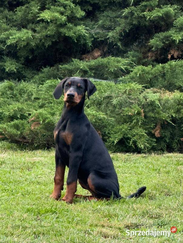 Szczenięta dobermana Championie z doskonałym Doberman