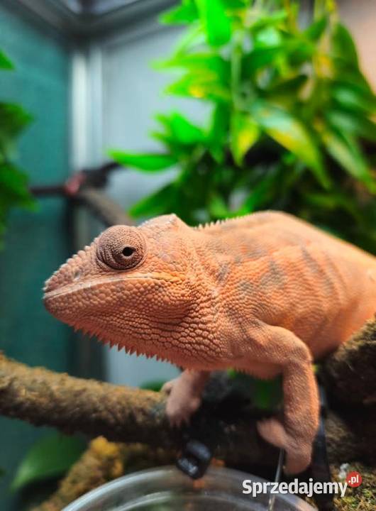 Kameleon lamparci Nosy Be True Blue Furcifer Wrocław