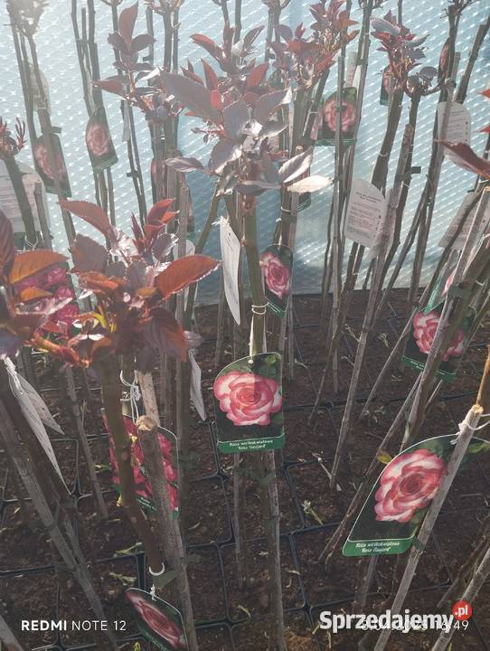 Róża sztamowa Nowy Pożóg