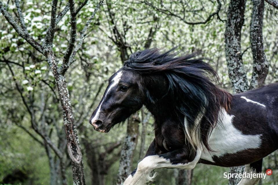Sprzedam tinkera Łukowica