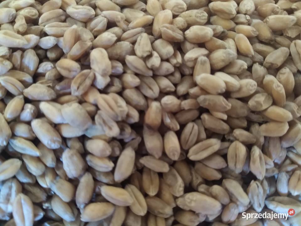 Sprzedam pszenice Zboża mazowieckie