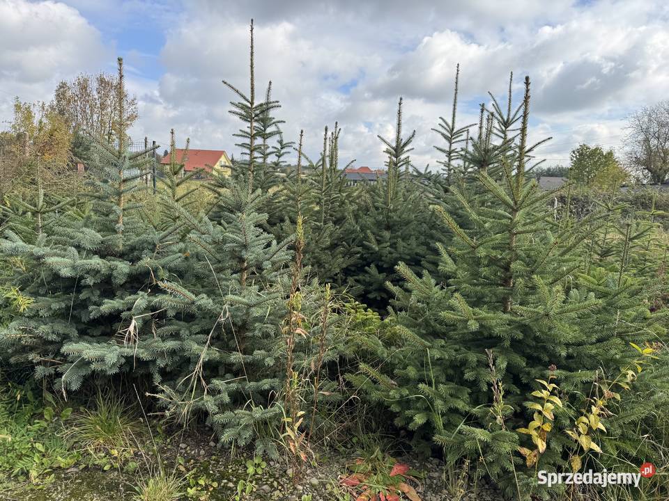 Jodła Kaukaska Świerk Srebrny małopolskie Tarnów sprzedam