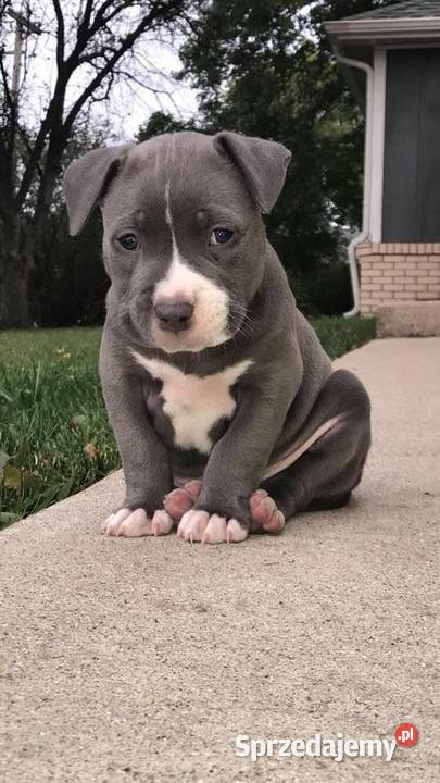 Przepiekna Amstaffy Lublin