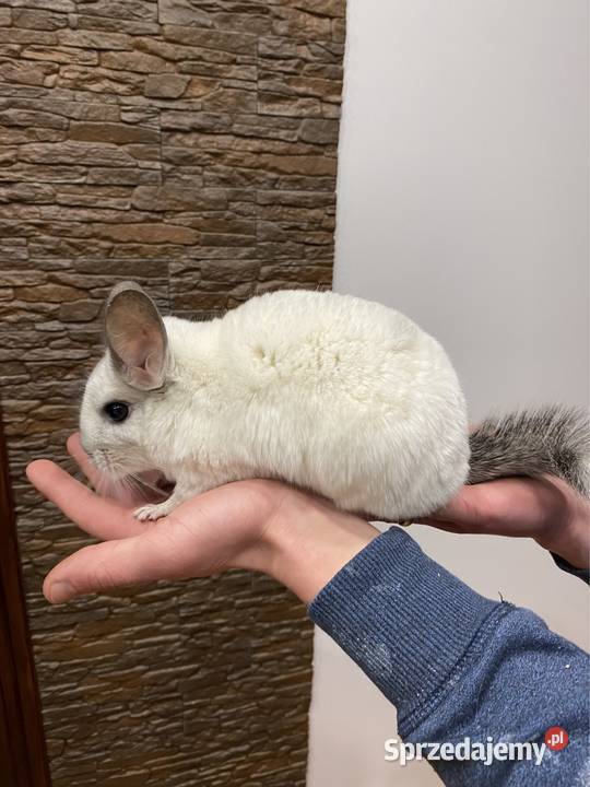 Szynszyl szynszyla szynszyle biała samica Starachowice sprzedam