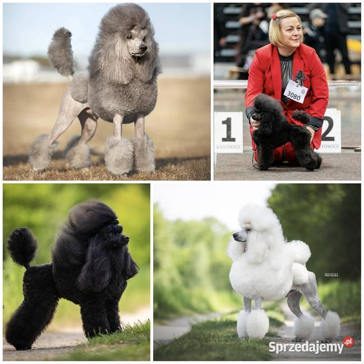 Szkolenia GROOMERÓW Duży Dół sprzedam