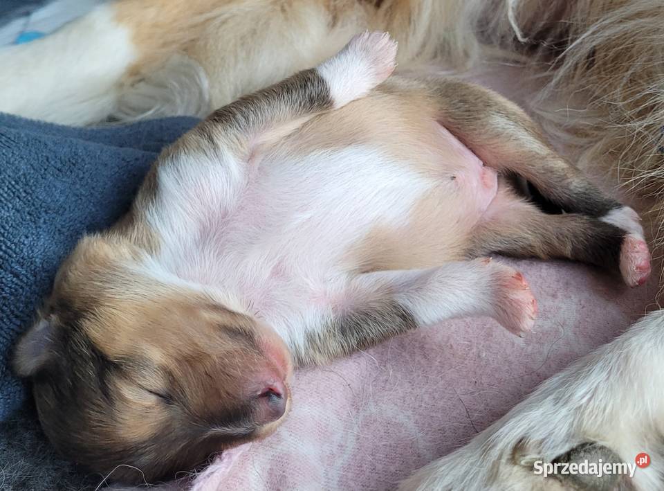 Owczarek Szkocki Długowłosy Szczenięta FCI Dachowa