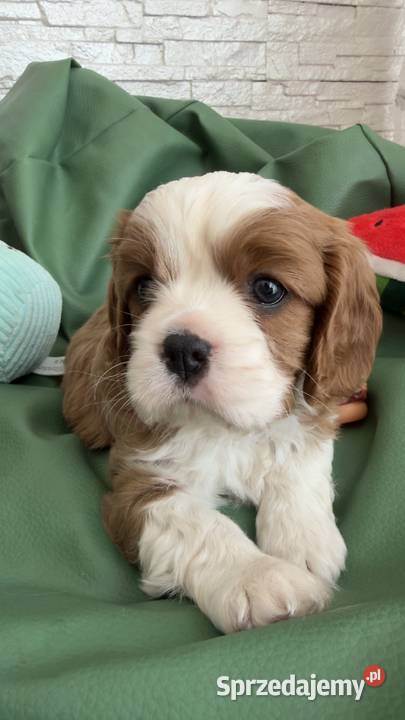 Cavalier King Charles Spaniel piesek Bambi Cavalier King Charles Spaniel łódzkie Olsza