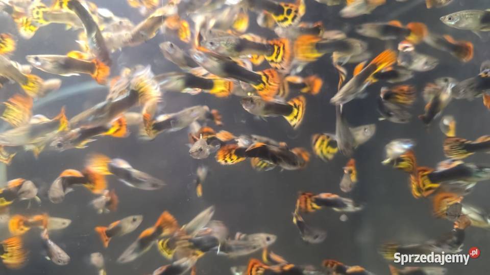 Gupiki pawie oczko Ryby zachodniopomorskie Szczecin