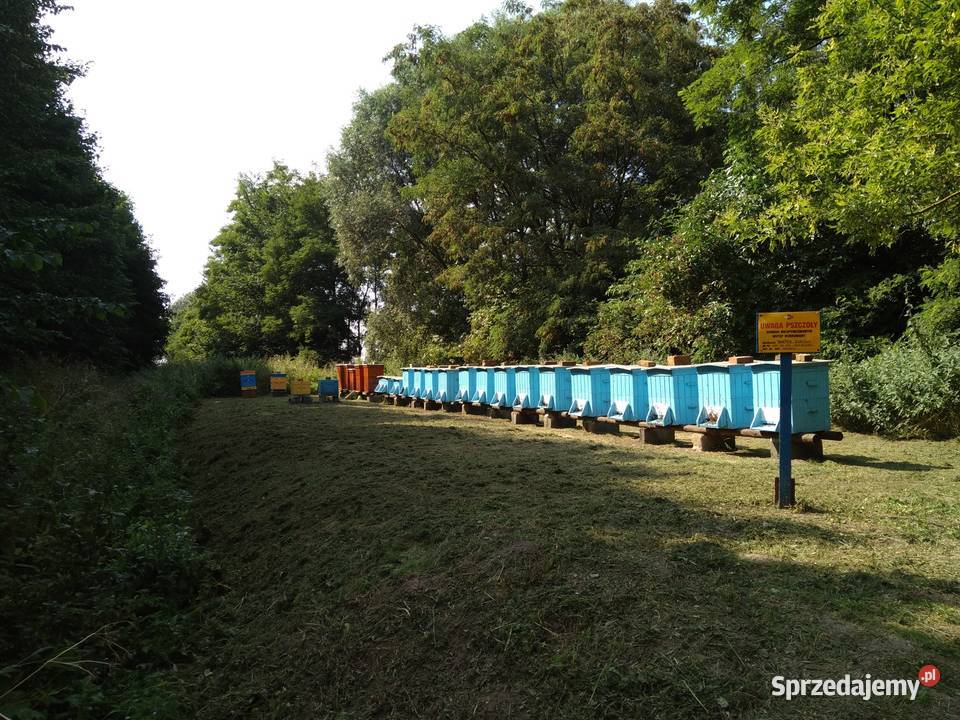 Miód lipowy z własnej pasieki Sieradz