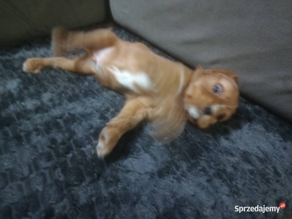 Cavalieki małe szukają domu pełnego miłości