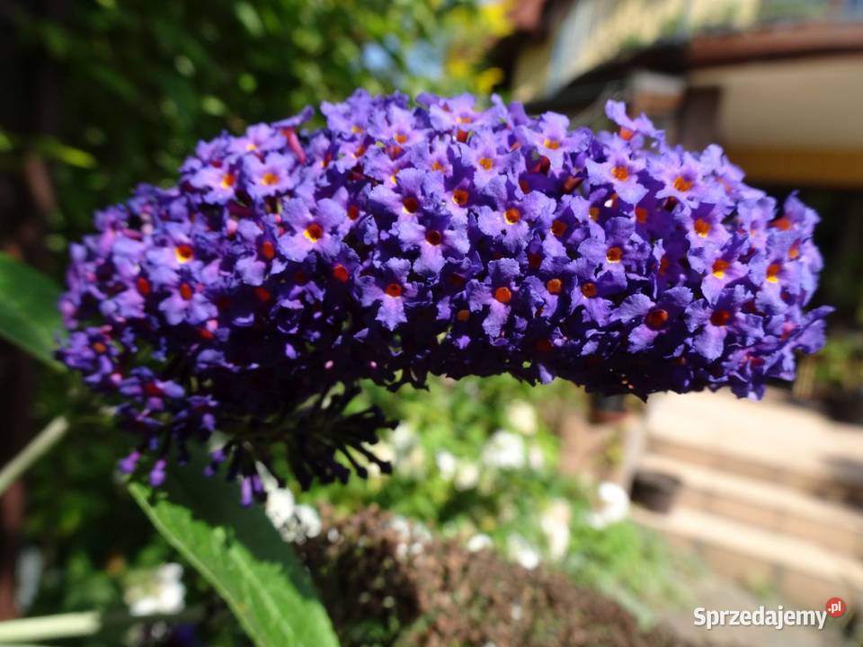 Krzew ogrodowy Budleja Davida motyli krzew Dom i Ogród
