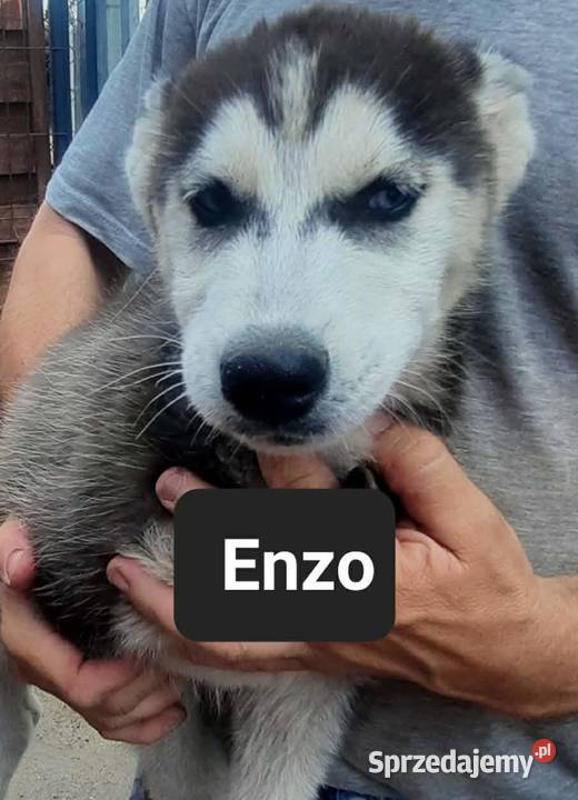 Dostępne szczeniaki rasy Syberian husky sprzedam