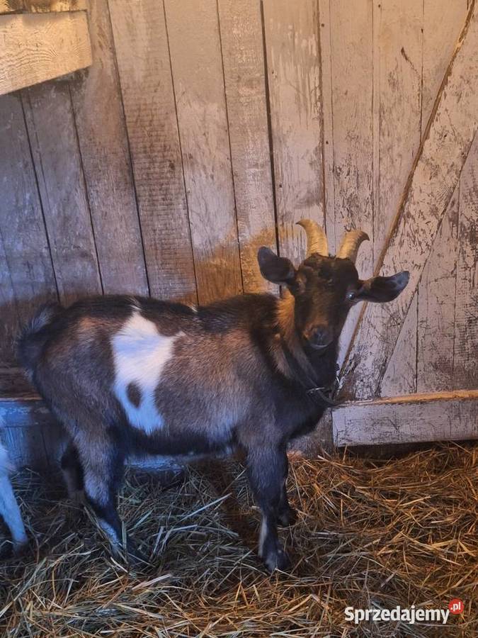 Kozioł pokryje Krosinko