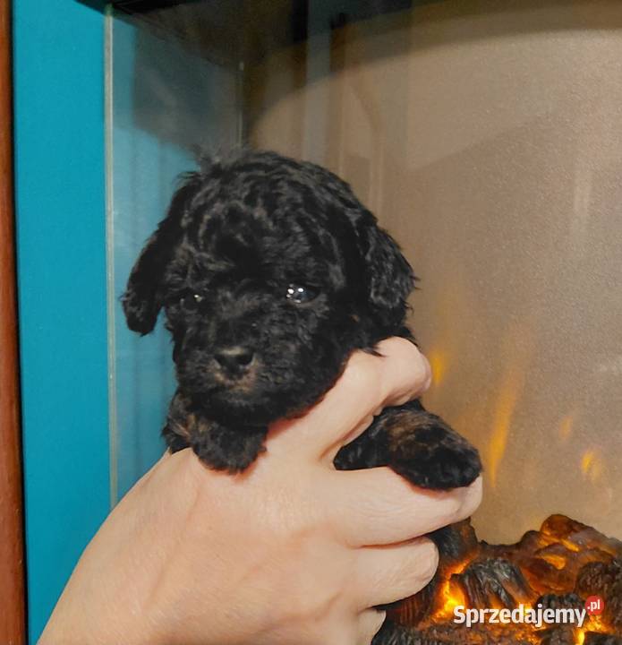 Pudel toy suczka phantom Pozostałe mazowieckie Wyszków