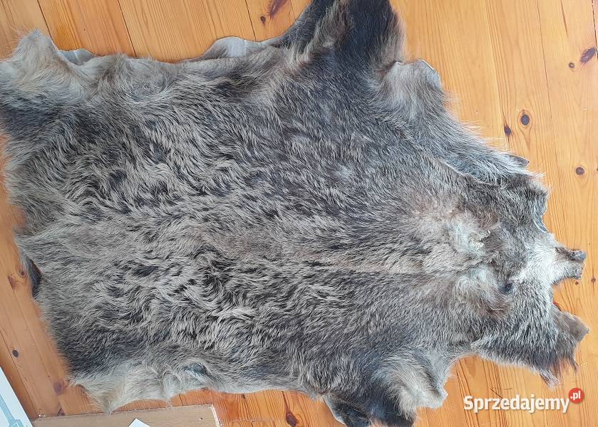 Skura z dzika wyprawiona Reszel