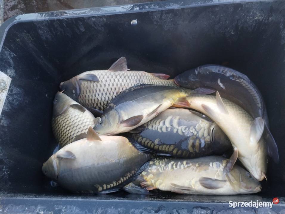 Sprzedam karpia Dankowice