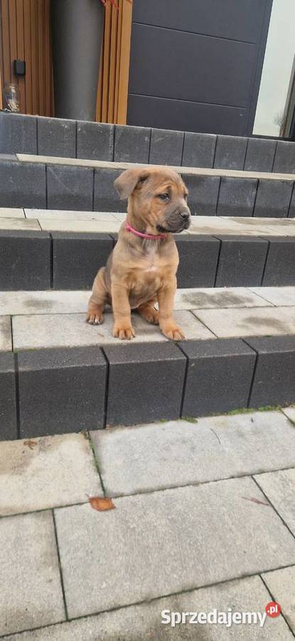 Cane Corso szczenieta rodowodowe błekitne i Bychawa