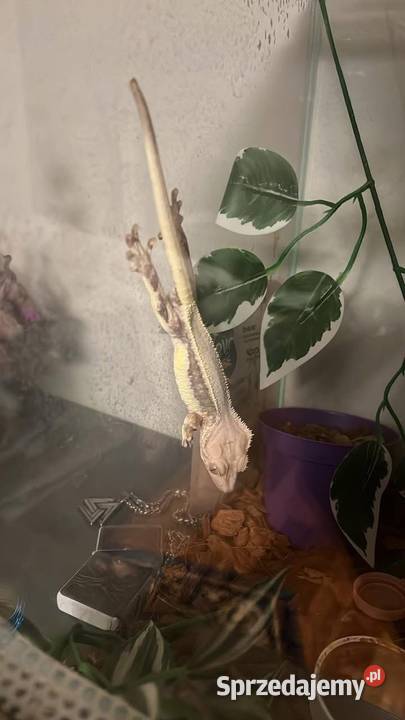 Gekon orzęsiony samiec lilly white Rumia