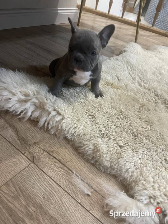 Buldog francuski szczeniaki pieski i suczki Katarzynin