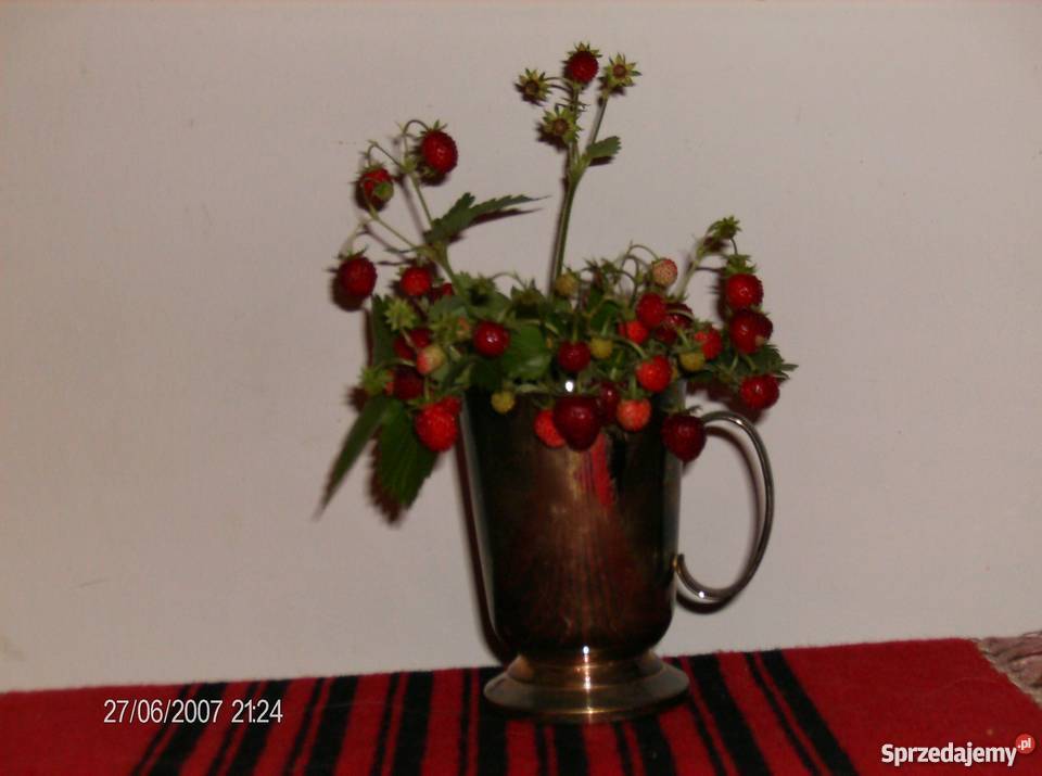 Poziomka jadalna bylina 15 7 Bydgoszcz