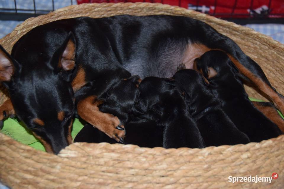 Pinczer Miniaturowy ZKWP fci Łochów