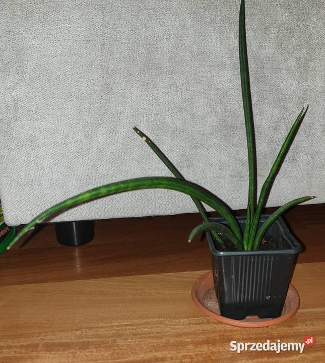 Sansewieria cylindryczna 1 mazowieckie sprzedam