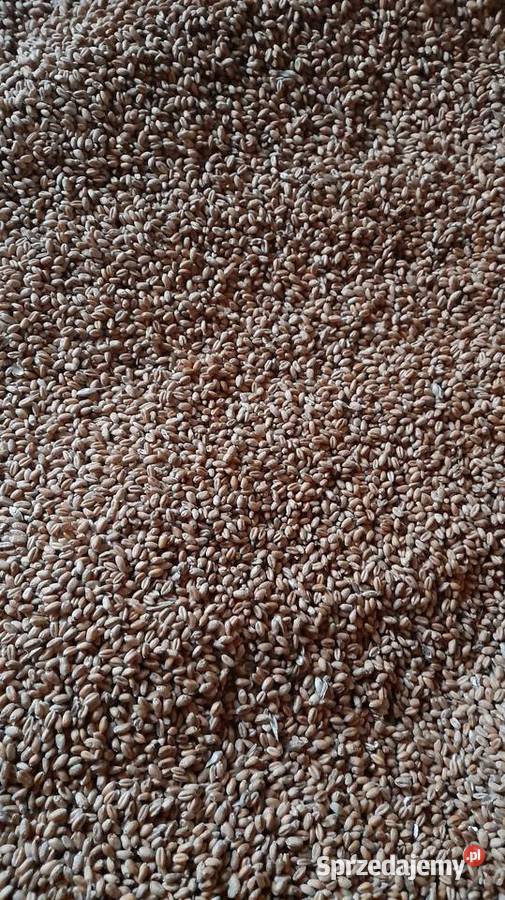 Pszenica pszenica 80zl