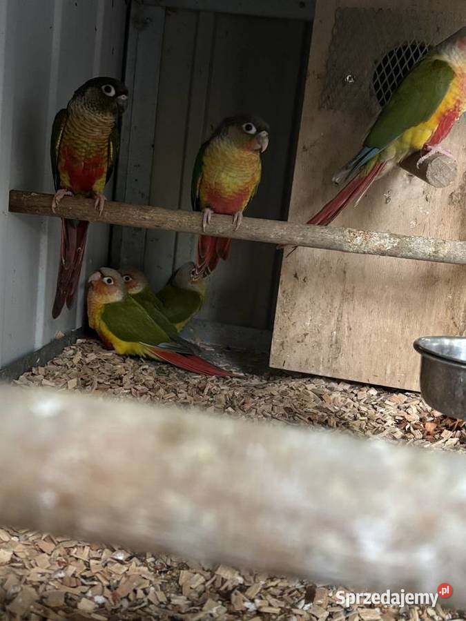 Rudosterki małopolskie Gdów