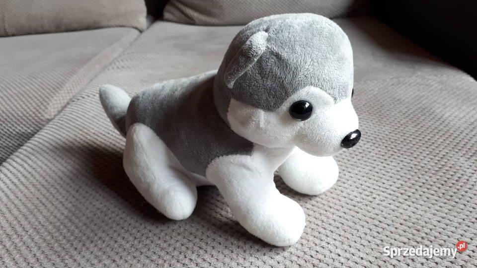 pluszowy piesek Kraków