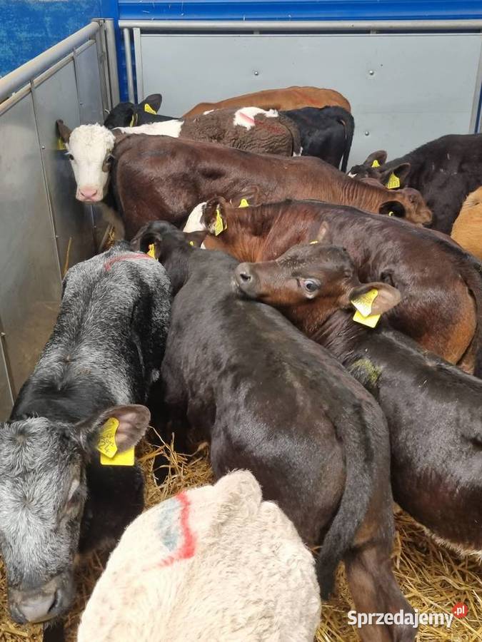 sprzedam cielaki byczki I jaloszki ras mięsnych Łódź