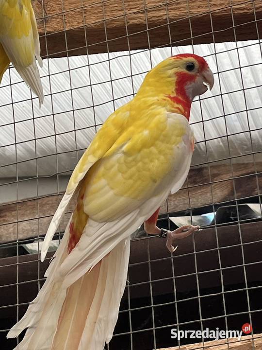 Rozela Królewska Pastel Sztum