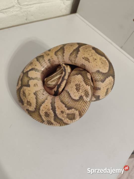 Pytony Królewskie dorosła para Pruszków