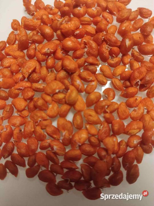 Trzmielina Euonymus zbiór 2025r Jasło sprzedam