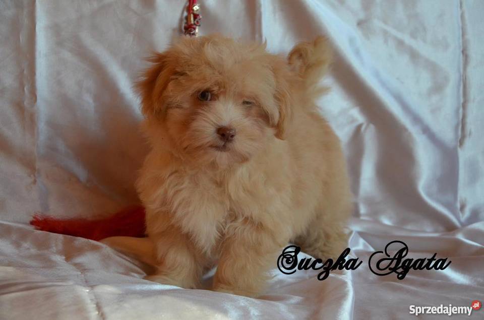 HAWAŃCZYK pieski suczki z rodowodem czekoladowe wielkopolskie Ostrzeszów sprzedam