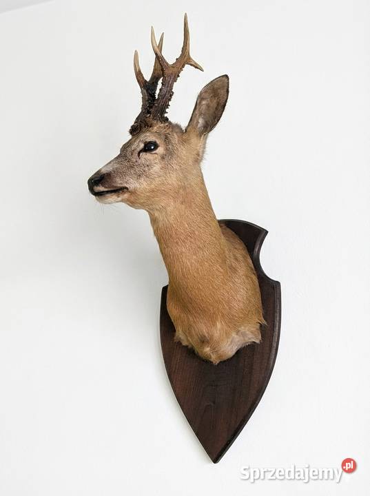 Poroże z sarną Proszowice