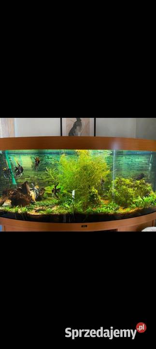 Akwarium juwel vision 450 l świętokrzyskie Włoszczowa