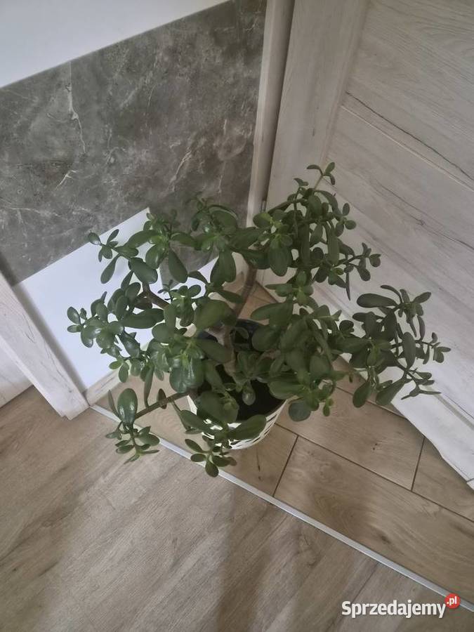 Sprzedam kwiata grubosza wielkopolskie Kalisz