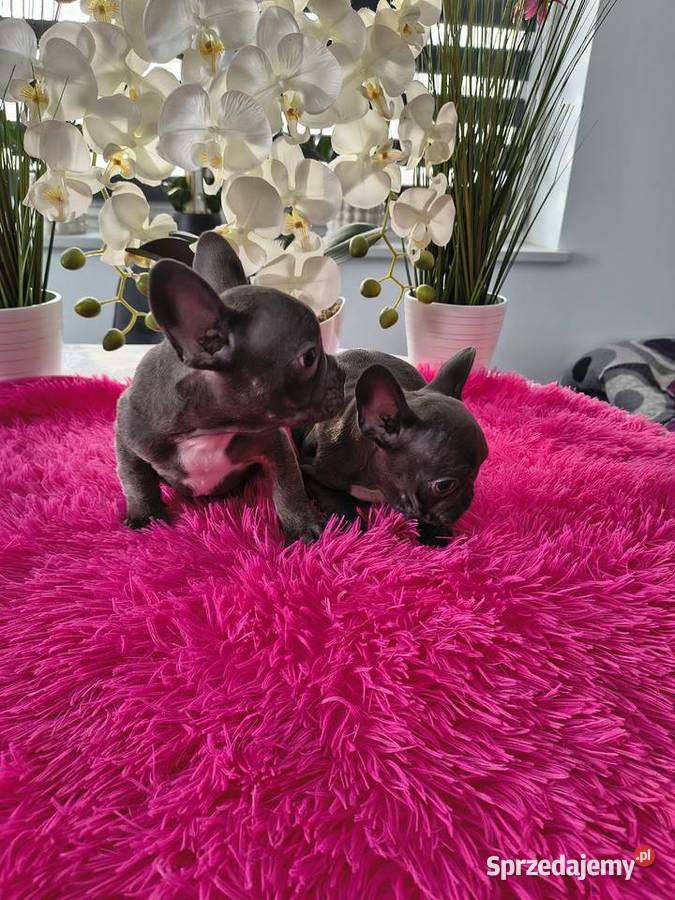 Buldogi francuskie niebieskie sprzedam